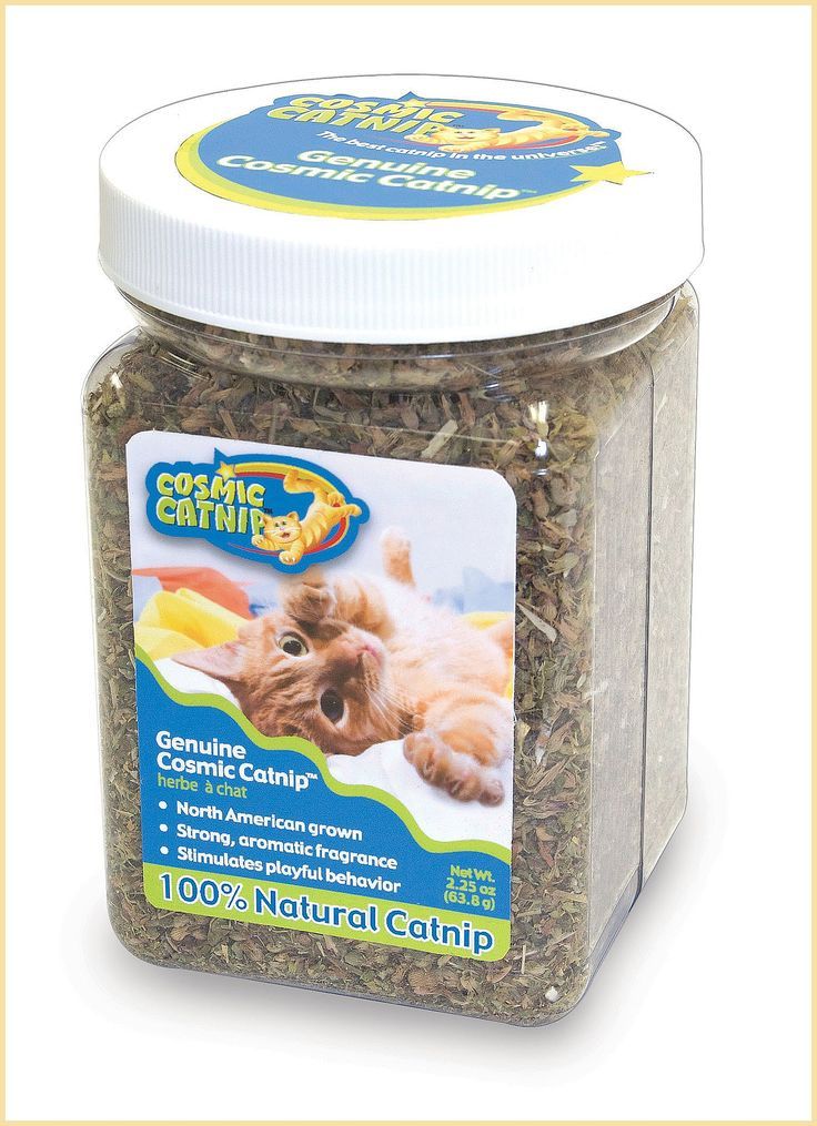 catnip